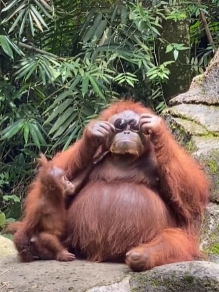 O orangotango usando óculos de sol que viralizou no TikTok - Reprodução/TikTok/@minorcrimes