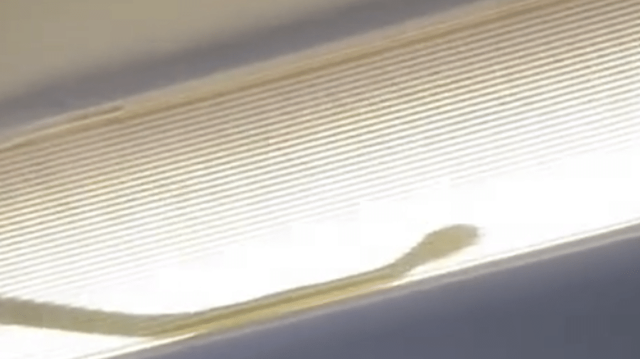 A AirAsia não soube dizer como a cobra foi parar no compartimento de iluminação dos corredores internos da aeronave - Reprodução/Redes Sociais