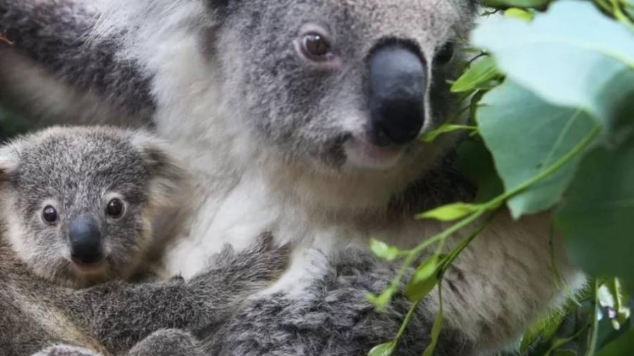 Incêndios florestais mataram muitos milhares de marsupiais - Getty Images