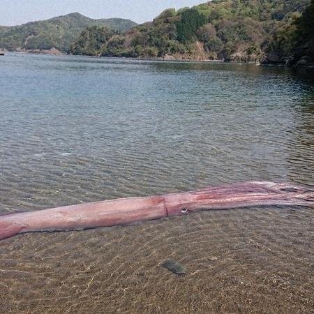 Lula gigante é encontrada em praia no Japão - Reprodução/ Mainichi/ Ryusuke Takahashi