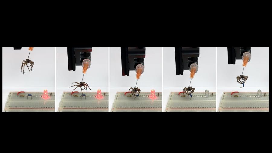 Cientistas fazem corpo de aranha morta pegar peça eletrônica para desligar uma luz LED - Preston Innovation Laboratory/Rice University