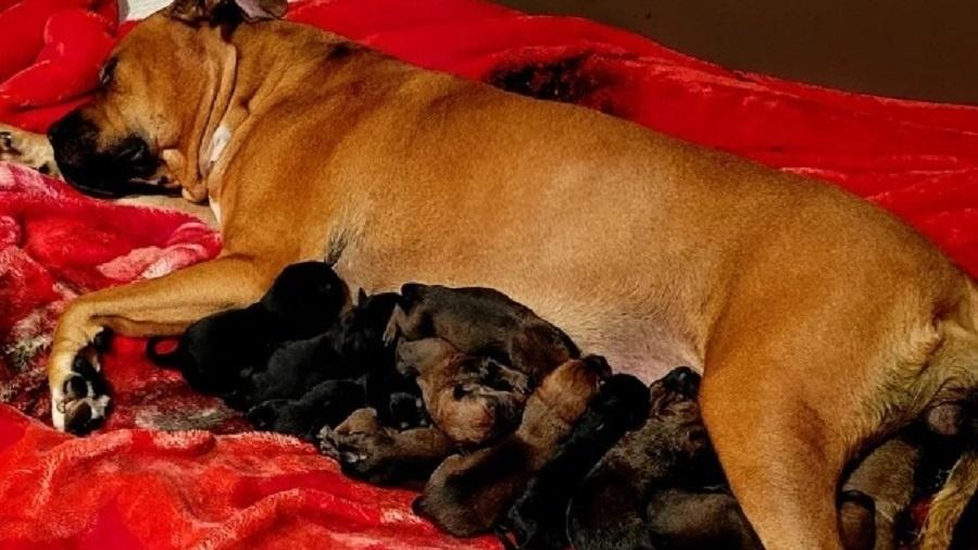 Cadela Honey deu à luz 22 filhotes na Austrália - Reprodução/Facebook 