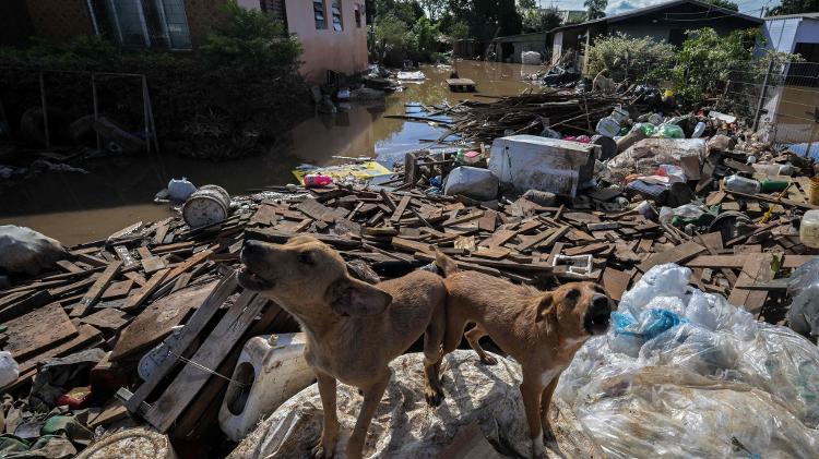 Cachorros em meio a destroções da enchente em Eldorado do Sul