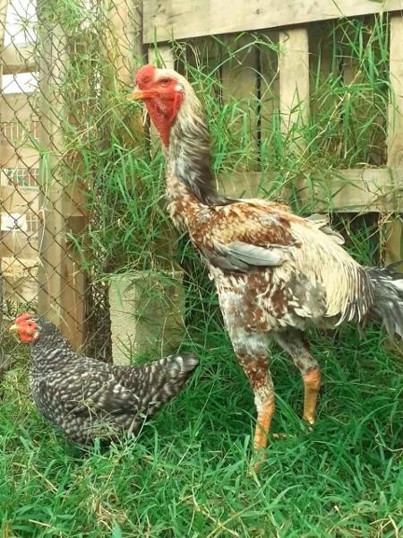 Uma ave macho pode medir até 126 cm, segundo o criador; na foto, um galo gigante e uma galinha pequena