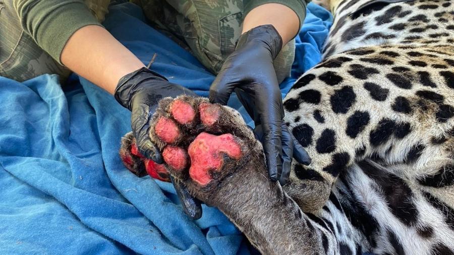 Patas da Itapira, onça-pintada de um ano e meio, foram queimadas no fogo do Pantanal Sul