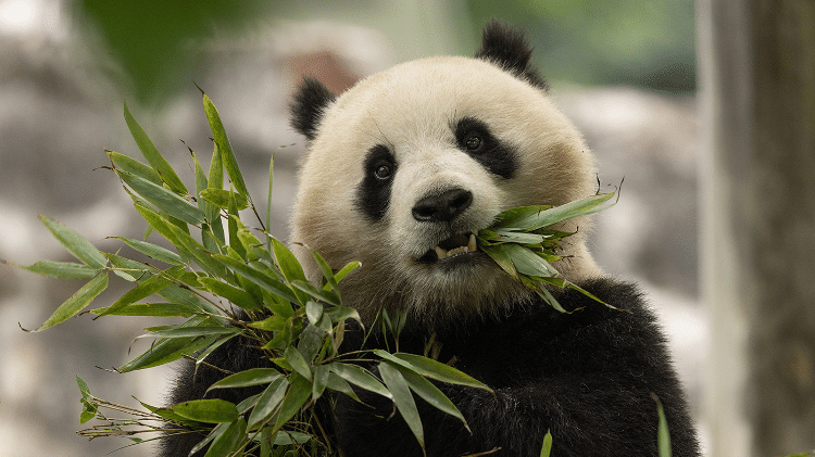 A fêmea Qing Bao nasceu em setembro de 2021. Seu nome significa "verde" e "tesouro" em mandarim