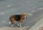 Beagle vive abandonado perto do Instituto Royal em São Roque - Reprodução/Twitter