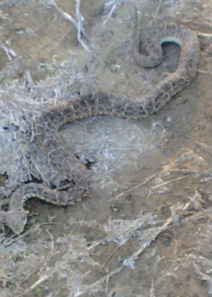 Cobra morta por congelamento na cidade de Gália, na região de Bauru (SP) - Eduardo Meira/4Notícias