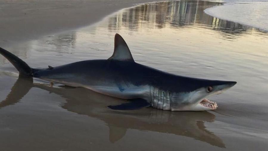 Imagens de tubarão anequim morto em praia de Itapema (SC) circulam pelas redes sociais - Reprodução/Facebook/Visor Notícias