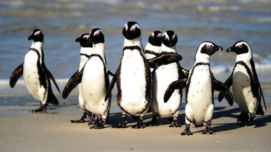 Sessenta e três pinguins africanos ameaçados de extinção foram mortos por um enxame de abelhas em um caso raro perto da Cidade do Cabo, uma das maiores cidades da África do Sul, segundo profissionais que trabalham com a preservação de aves na região. - AFP