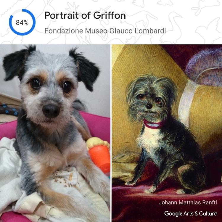 Ferramenta Pet Portraits do Google Arts & Culture - Reprodução - Reprodução