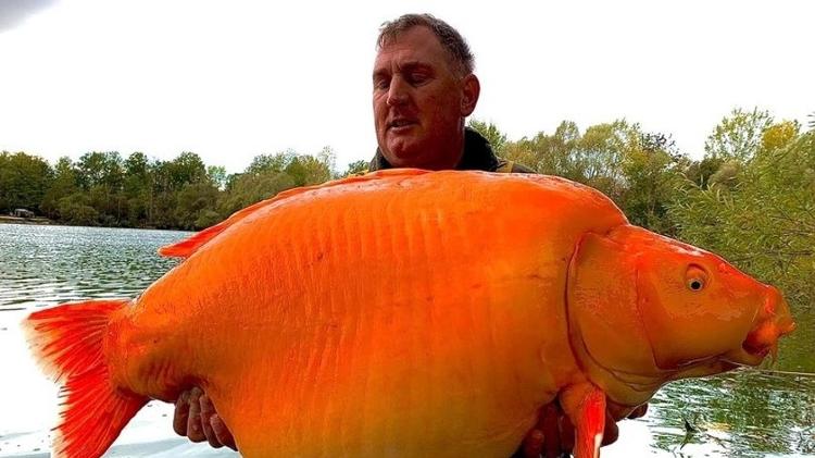 Andy Hackett encontrou enorme peixe-dourado em lagoa na França