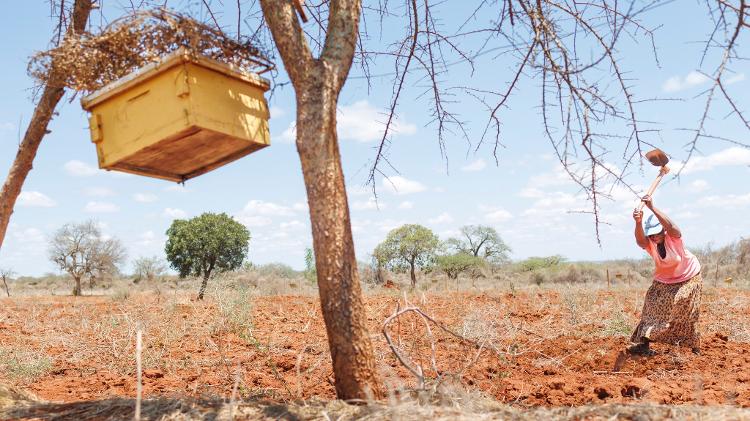 Agricultura trabalha em frente a colmeia de abelhas que usa para espantar elefantes