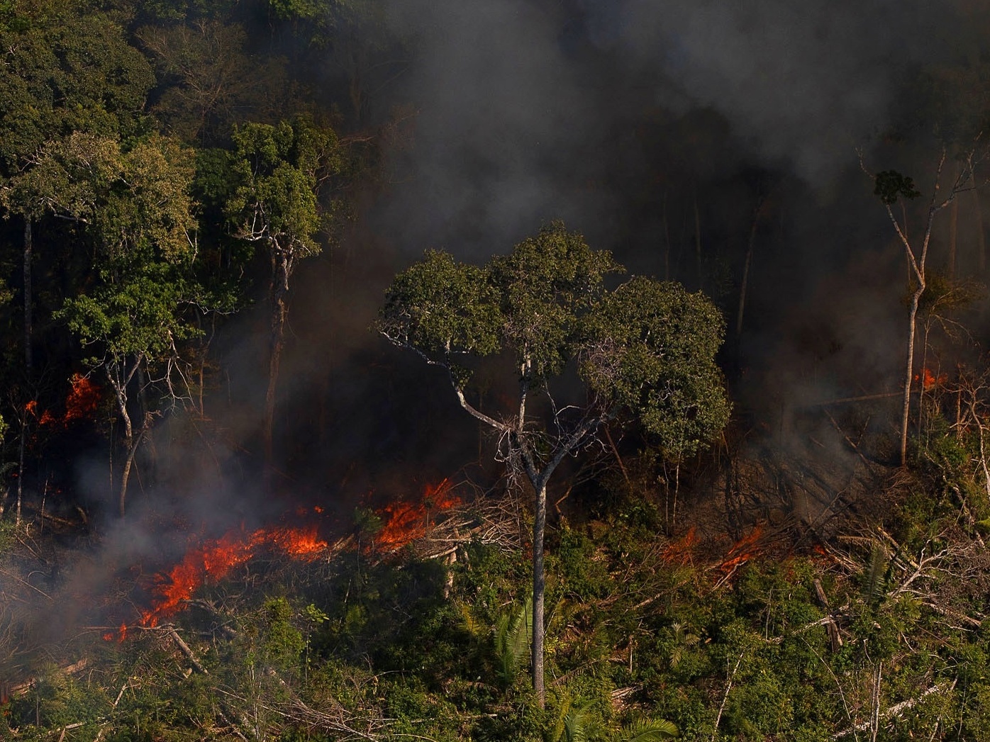 Desmatamento na Amazônia em novembro é o maior dos últimos 10 anos