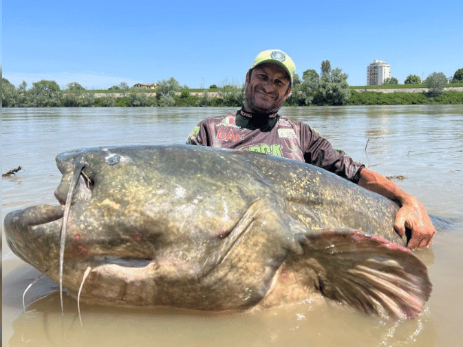 Bagre Gigante De Cabeca Chata Ictiofauna FAUNA DIGITAL DO RIO GRANDE