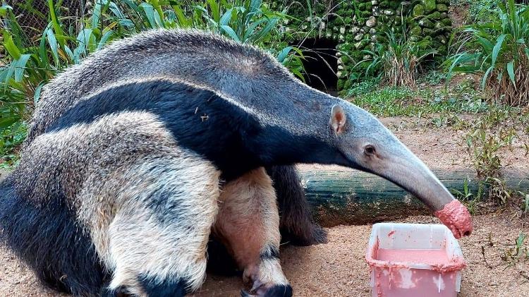 02.06.22 - Tamanduá Gumercindo se alimentando no zoológico de Sapucaia do Sul (RS)