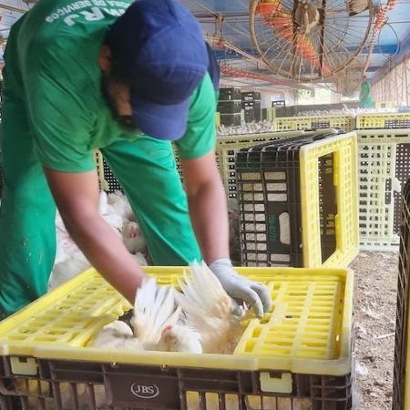 caso levou JBS Aves a ser autuada por mão de obra análoga à escrava caso levou JBS Aves a ser autuada por mão de obra análoga à escrava