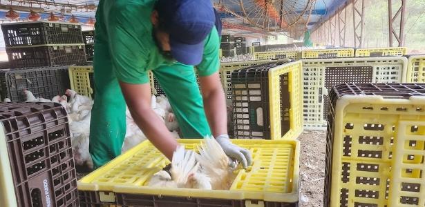 Justiça obriga JBS Aves a coibir trabalho escravo em granjas no RS