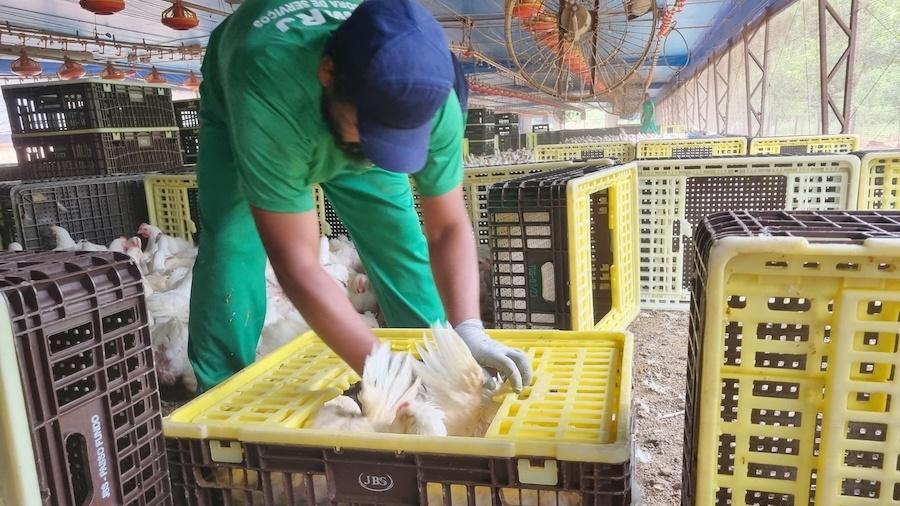 Trabalhador da MRJ em granja: caso levou JBS Aves a ser autuada por mão de obra análoga à escrava Trabalhador da MRJ em granja: caso levou JBS Aves a ser autuada por mão de obra análoga à escrava
