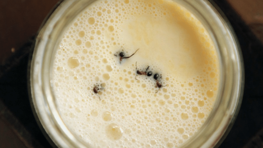 Experimento começou com quatro formigas-vermelhas mergulhadas em leite morno