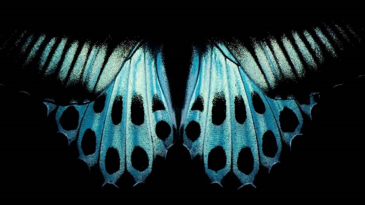 Padrão nas asas da borboleta conhecida como 'Blue Mormon', encontrada no sul da Índia e em Sri Lanka - Pratik Pradhan