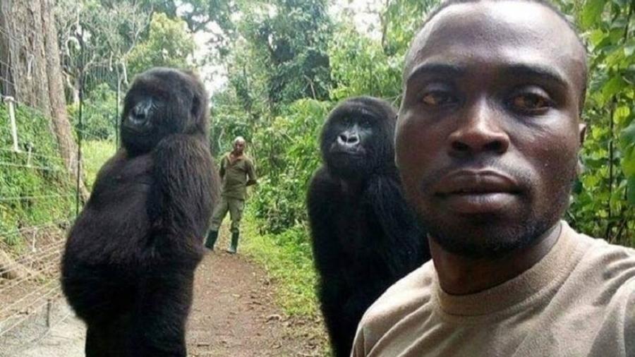 Os dois gorilas que aparecem nas imagens perderam as mães quando ainda bebês e foram salvos por guardas florestais - Mathieu Shamavu