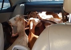 PB: Homens são presos por maus-tratos a 11 cabras que levavam em automóvel - Divulgação/PRF-PB