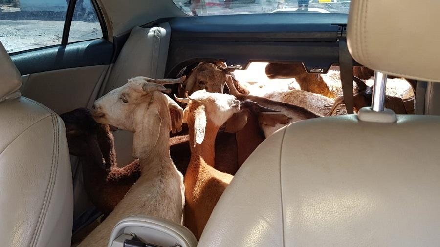 11 cabras foram encontradas em um veículo na Paraíba; suspeitos devem responder por maus-tratos aos animais - Divulgação/PRF-PB