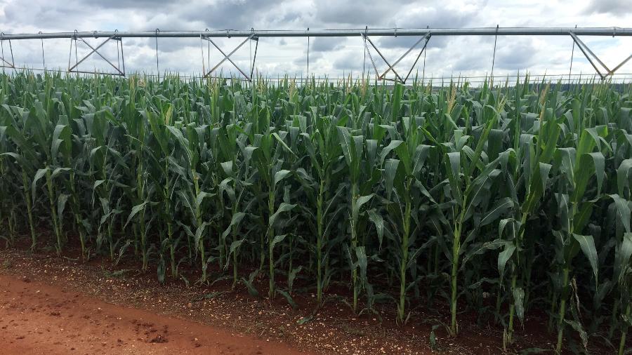 Brasil avalia contrato de opção para estimular milho em vez de soja no verão - MARCELO TEIXEIRA