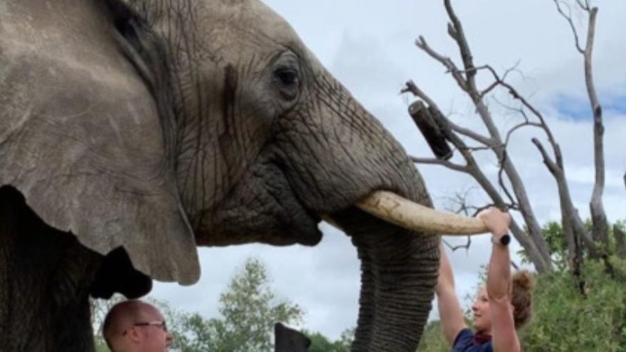 Emma Rogers faz flexões em presas de elefante - Reprodução/Instagram