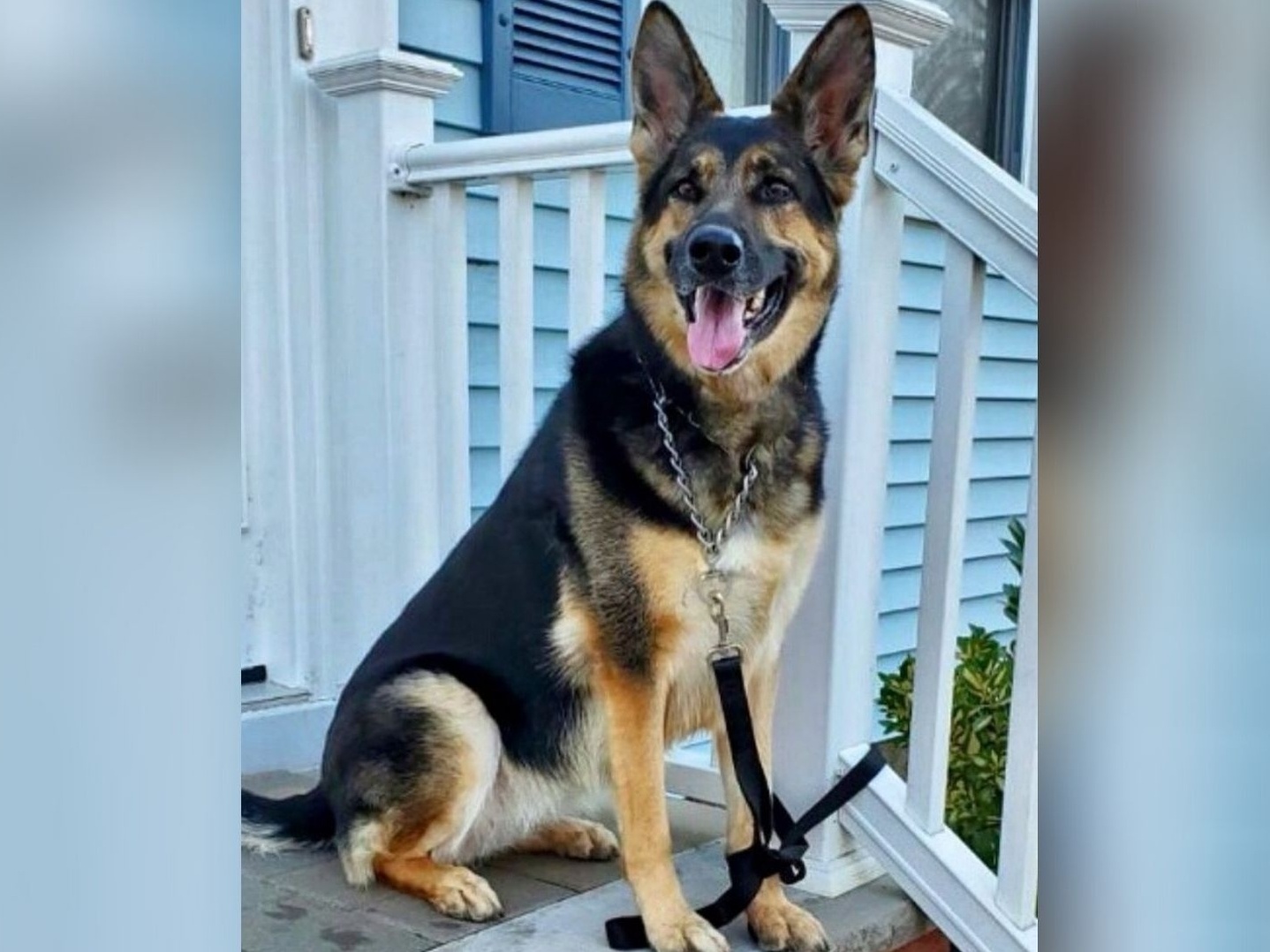 Cachorra salva a vida do dono enquanto ele sofria um derrame nos EUA