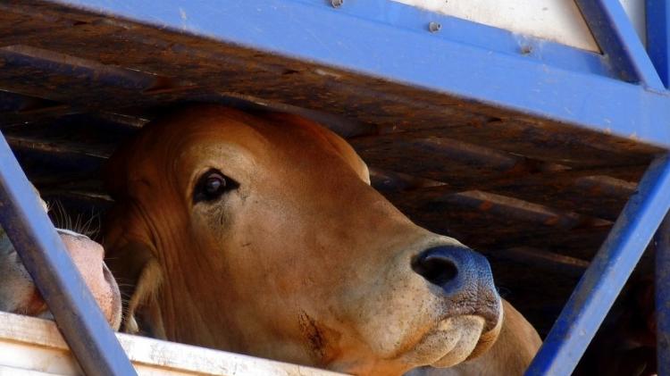 Il bestiame vivo viene trasportato su camion - Repórter Brasil - Repórter Brasil