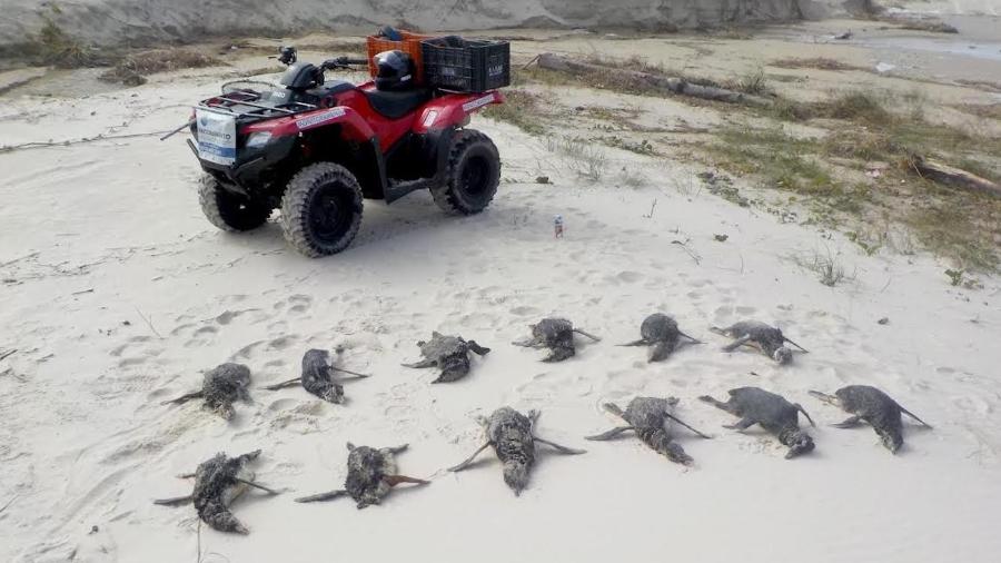 Encalhe em massa ocorrido em 26 de junho envolveu 41 pinguins-de-magalhães, todos encontrados já sem vida - Divulgação/R3 Animal/Amanda Lucena Fernandes