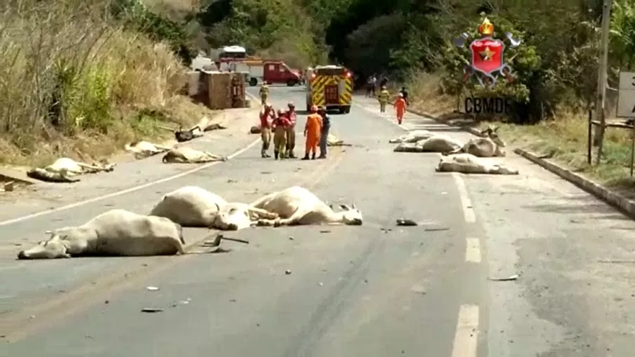 #Brasil: Carreta atropela boiada, mata 21 animais e capota em rodovia