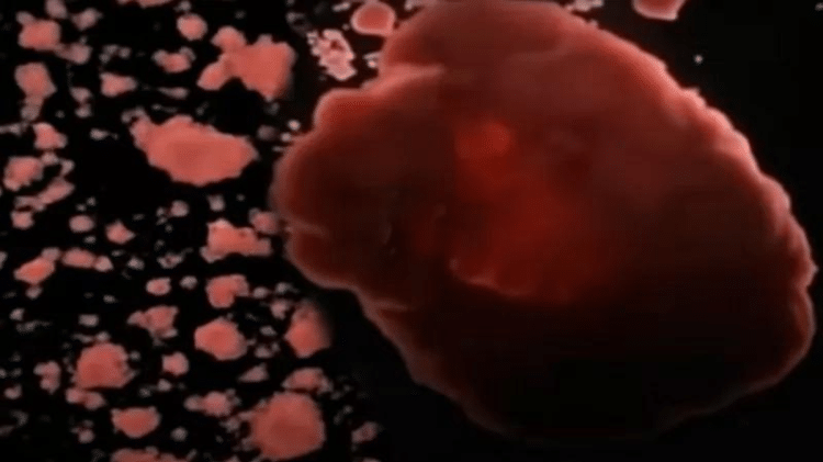 sponge cells - BBC - BBC