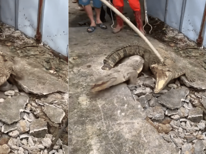 Três crocodilos emergem de buraco em calçada na Índia; veja