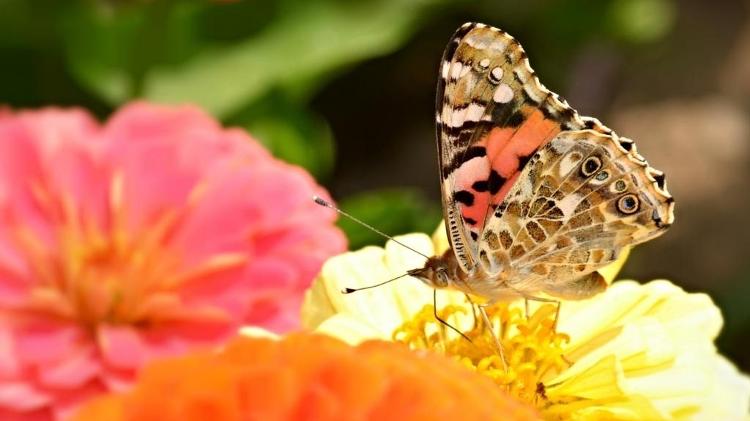 A espécie da borboleta é conhecida por suas longas travessias