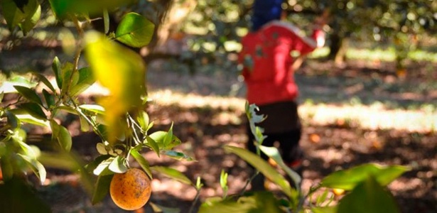 Pesquisa mundial | Comida está na mão de poucos, e agricultor fica pobre, diz estudo