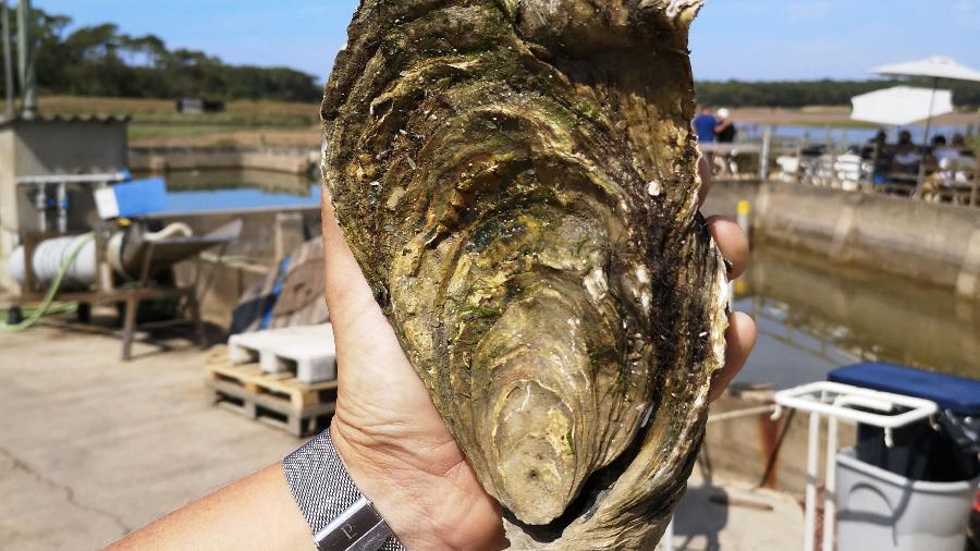 Funcionário da fazenda de ostras de Talmont-Saint-Hilaire, na costa atlântica da França, encontrou uma ostra de 1,440 quilo e 25 centímetros de comprimento - Handout / Viviers de la Guittière / AFP