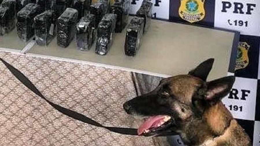 A cadela farejadora Lua integrou a Polícia Rodoviária Federal do Espírito Santo desde 2016 - Divulgação/PRF