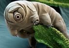Como animal mais resistente do mundo sobrevive à radiação (Foto: Eye Of Science/SPL)