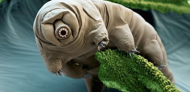 Como animal mais resistente do mundo sobrevive à radiação