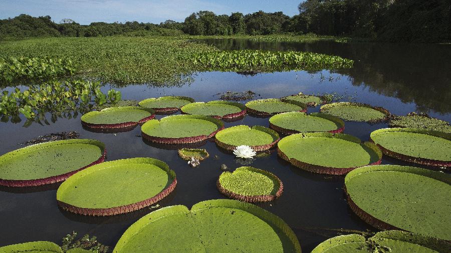 24.fev.2015 - Vitoria-regia em um corixo do rio Paraguai no Pantanal Mato-Grossense na região de Cáceres - Lalo de Almeida/Folhapress