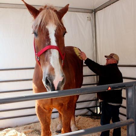 Big Jake era o cavalo mais alto do mundo segundo o Livro Guinness de Recordes - Carrie Antlfinger /AP Photo 