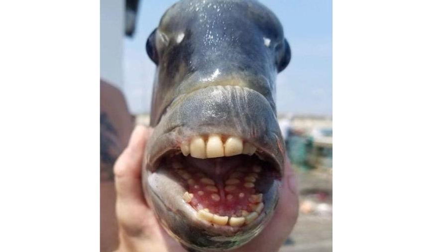 Peixe inusitado é chamado sargo-de-dentes, que vive em águas rasas e também pode ser encontrado no Brasil - George Craig/Jennette"s Pier/Facebook/Reprodução
