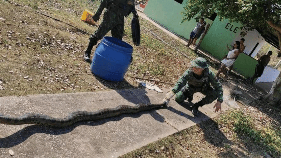 Sucuri é resgata pelo Batalhão de Proteção Ambiental após ser achada em uma pousada em Mato Grosso  - Batalhão de Proteção Ambiental PM-MT