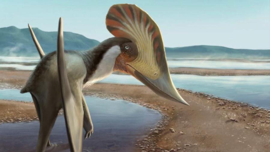 Estudo foi publicado recentemente em revista científica; fóssil está no Ceará - Reprodução/ Julia d"Oliveira/ Acta Palaeontologica Polonica