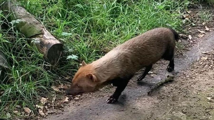 Animalzinho peludo e desconhecido chama a atenção em parque na Inglaterra - Reprodução/Facebook