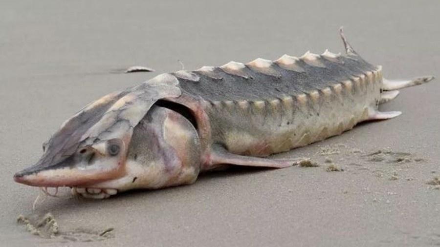 O esturjão do Atlântico foi achada na praia de uma ilha da Virgínia, nos EUA - Reprodução/Allen Sklar