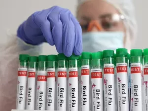 EUA confirmam 3ª pessoa com gripe aviária; saiba como é a transmissão